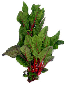 Chard plant from the garden